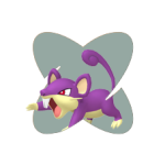 Rattata Rattata