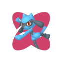 Riolu Riolu