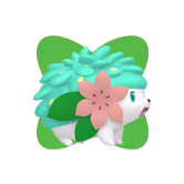 Shaymin Shiny Shaymin Shiny